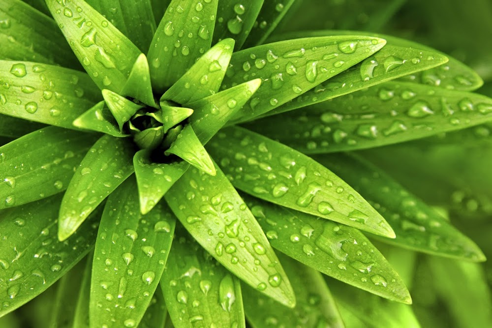 Cobb Wellness and Aesthetics